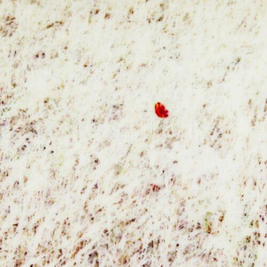 Песня ORYNKHAN – Sagynysh