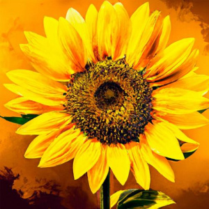 Песня Asset – Ainal Otbasyma