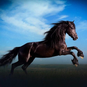 Песня Ethno folk ensemble TULPAR – Тұлпар