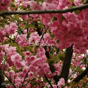 Песня Ellaya – Kereksin