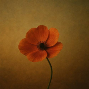 Песня Ernar Amandyq – Жалғыз гүл