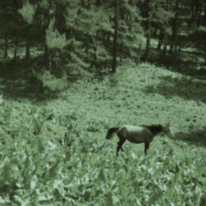 Песня adasqanzhau – kozderime qarama