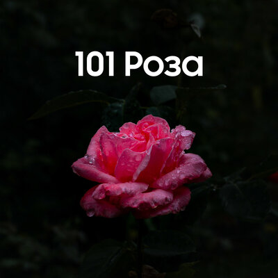 Песня Абай Бегей – 101 Роза